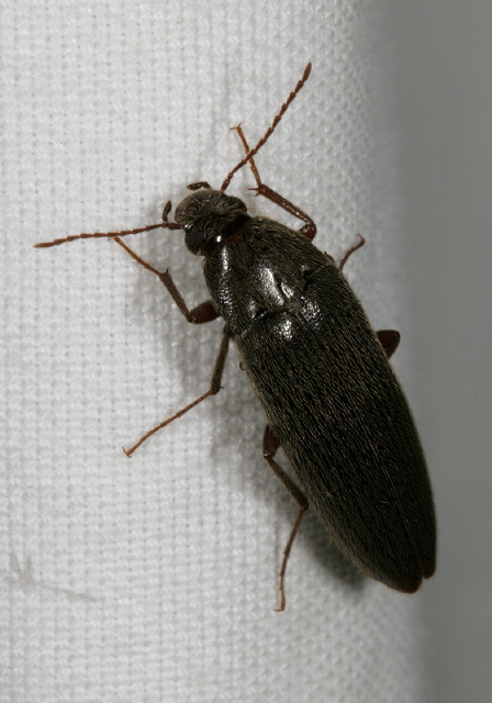 Synchroa punctata Synchroidae