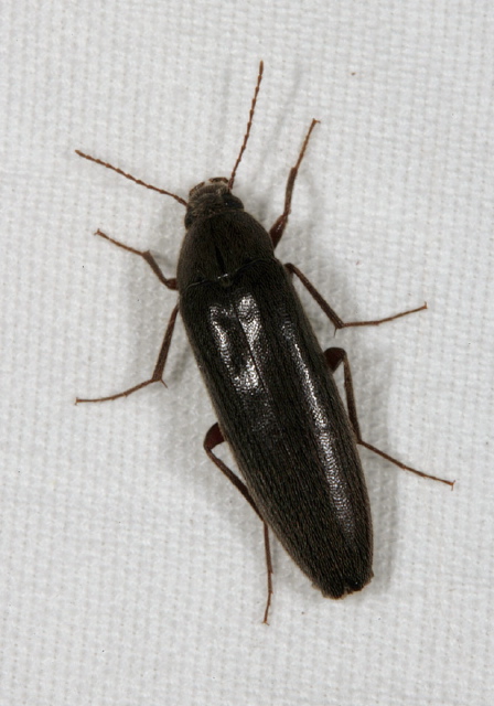 Synchroa punctata Synchroidae