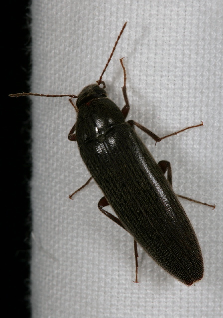 Synchroa punctata Synchroidae