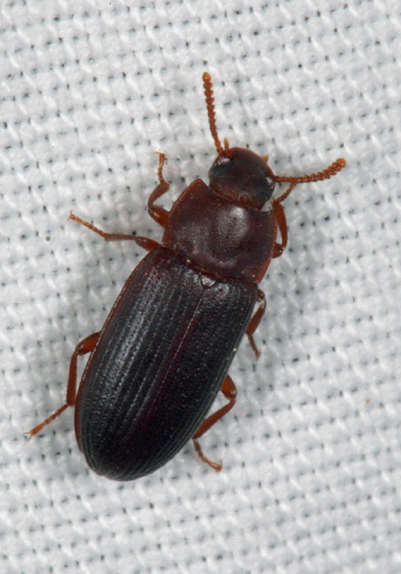 Cynaeus angustus Tenebrionidae