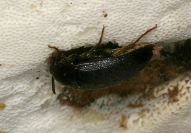 Eustrophopsis sp.? Tetratomidae