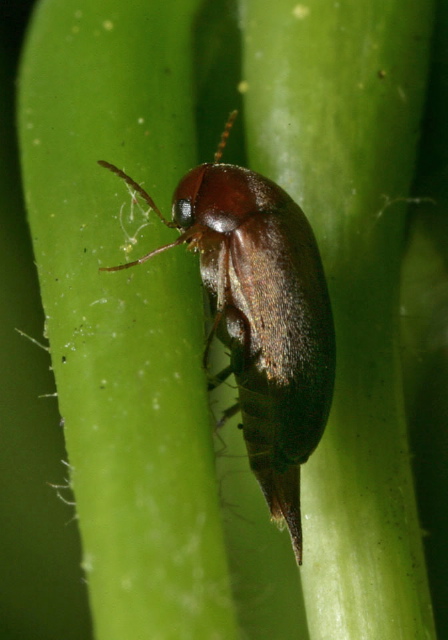   Mordellidae