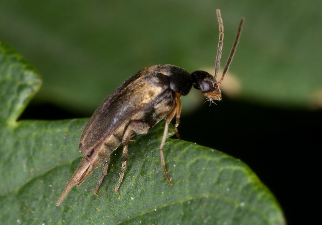 Mordellistena smithi? Mordellidae