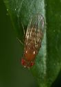 drosophila_8862