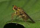 dung_fly_8907