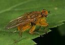 dung_fly_8969