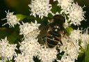 eristalis_dimidiatus055