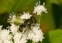 eristalis_dimidiatus056