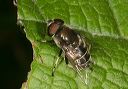 eristalis_dimidiatus252