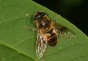 eristalis_tenax010