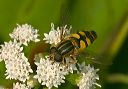 helophilus_fasciatus050