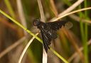 hemipenthes_sp658