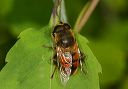 hover_fly969