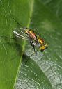 lon-legged_fly_9373