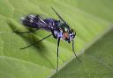 long-legged_fly_8825