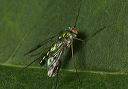 long-legged_fly_9471