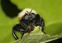 robber_fly1331