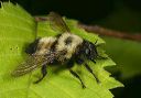 robber_fly1362