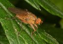 scathophaga_sp271