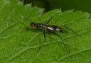 stilt-legged_fly735