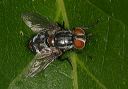tachinid_fly_6074