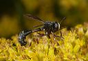 thick-headed__fly4033