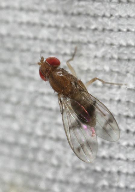 Chymomyza amoena Drosophilidae