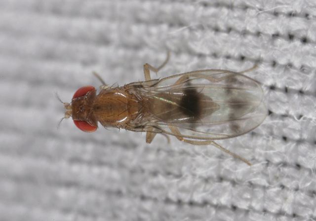 Chymomyza amoena Drosophilidae