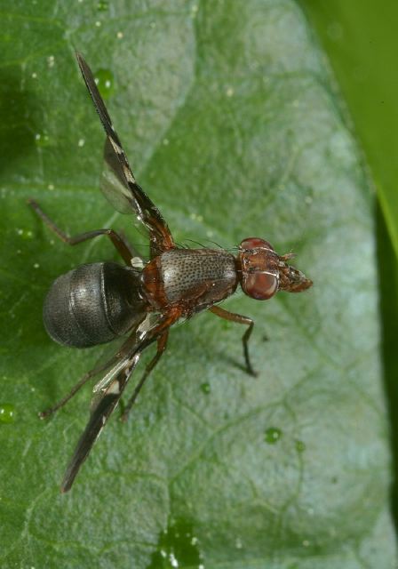 Delphinia picta Otitidae