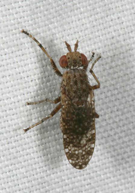Dictya Sp Sciomyzidae