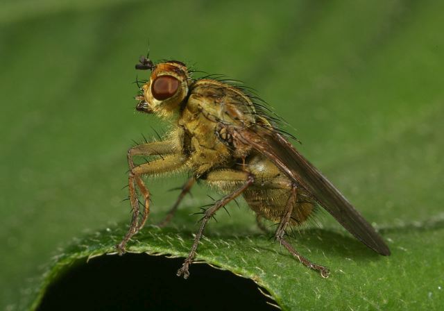 Scathophaga stercoraria Scathophagidae