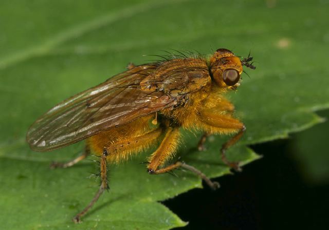 Scathophaga stercoraria Scathophagidae