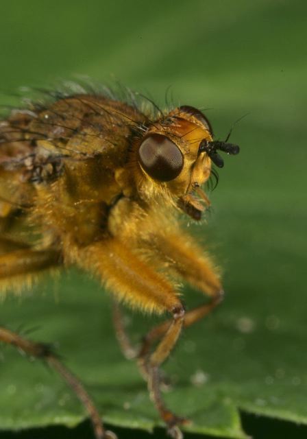 Scathophaga stercoraria Scathophagidae