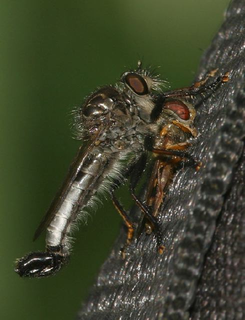 Nerax Sp Asilidae