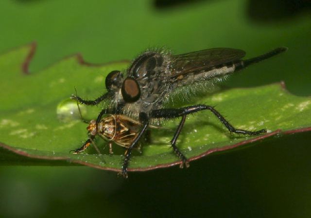 Nerax aestuans Asilidae