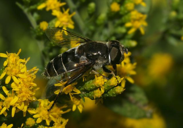 Eristalis Dimidiatus Syrphidae