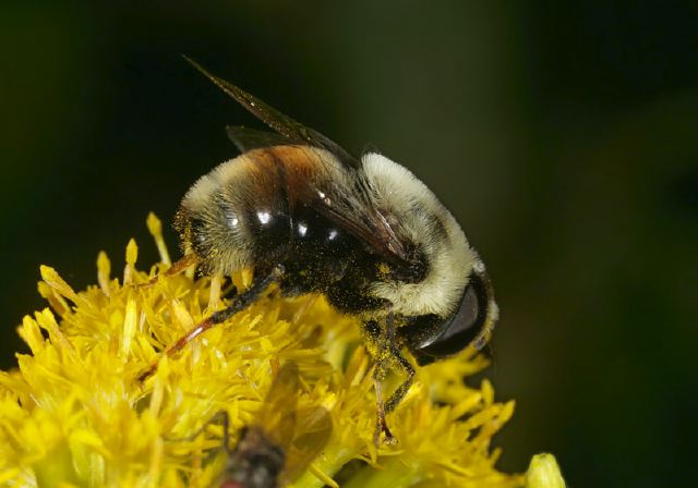 Eristalis flavipes Syrphidae