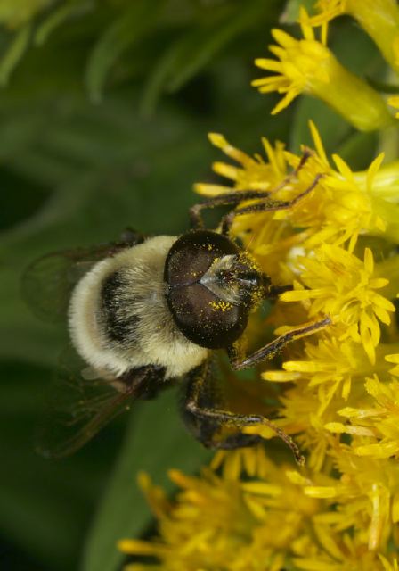 Eristalis flavipes Syrphidae