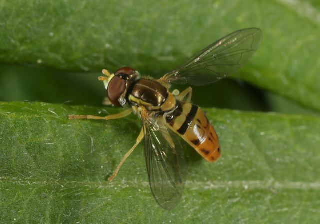 Toxomerus marginatus Syrphidae