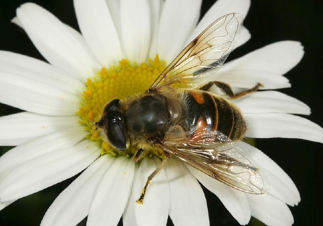 Eristalis tenax Syrphidae