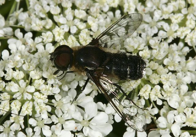 Villa Sp Bombyliidae