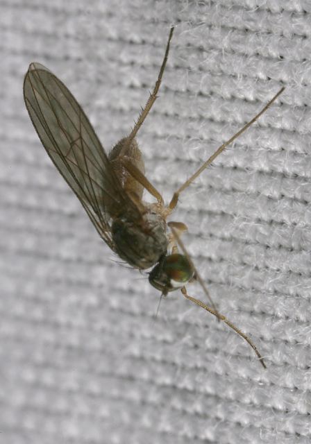   Dolichopodidae