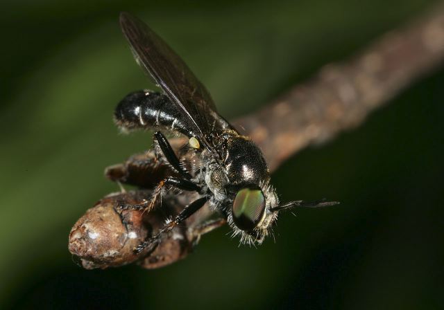 Cerotainia macrocera Asilidae