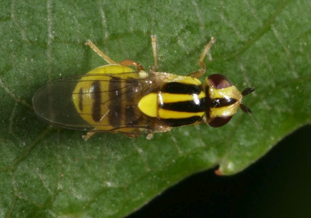 Chlorops sp. Chloropidae