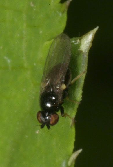   Chloropidae