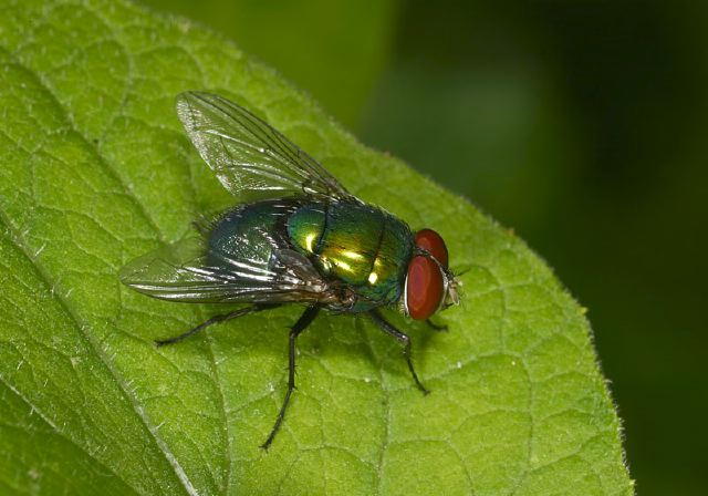 Lucilia Sp Calliphoridae