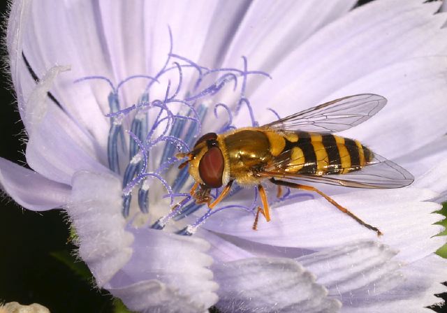 Helophilus Syrphidae