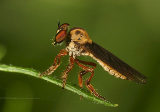 Holcocephala Sp Asilidae