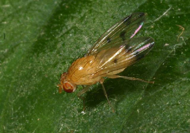 Homoneura incerta Lauxaniidae