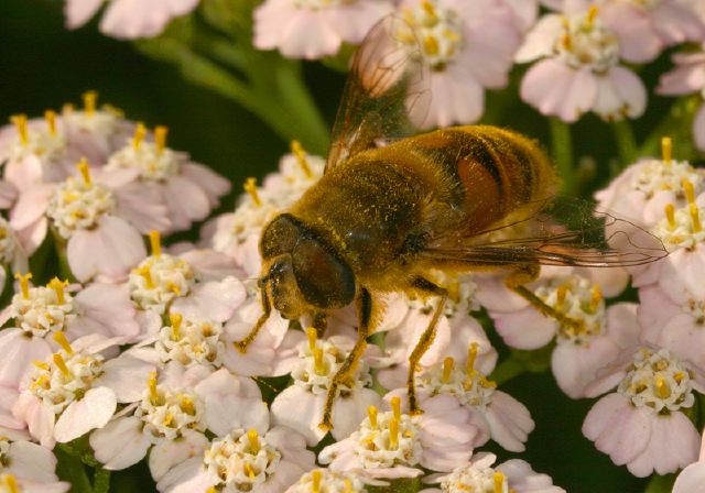 Eristalis tenax Syrphidae